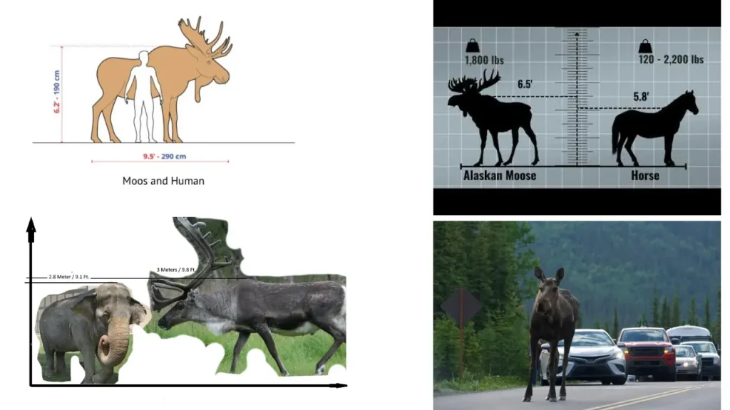 Moose Size Comparison: Unraveling Height, Weight and More