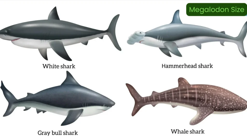 Megalodon Size Comparison