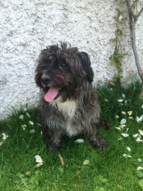 Micro Size Bernedoodle