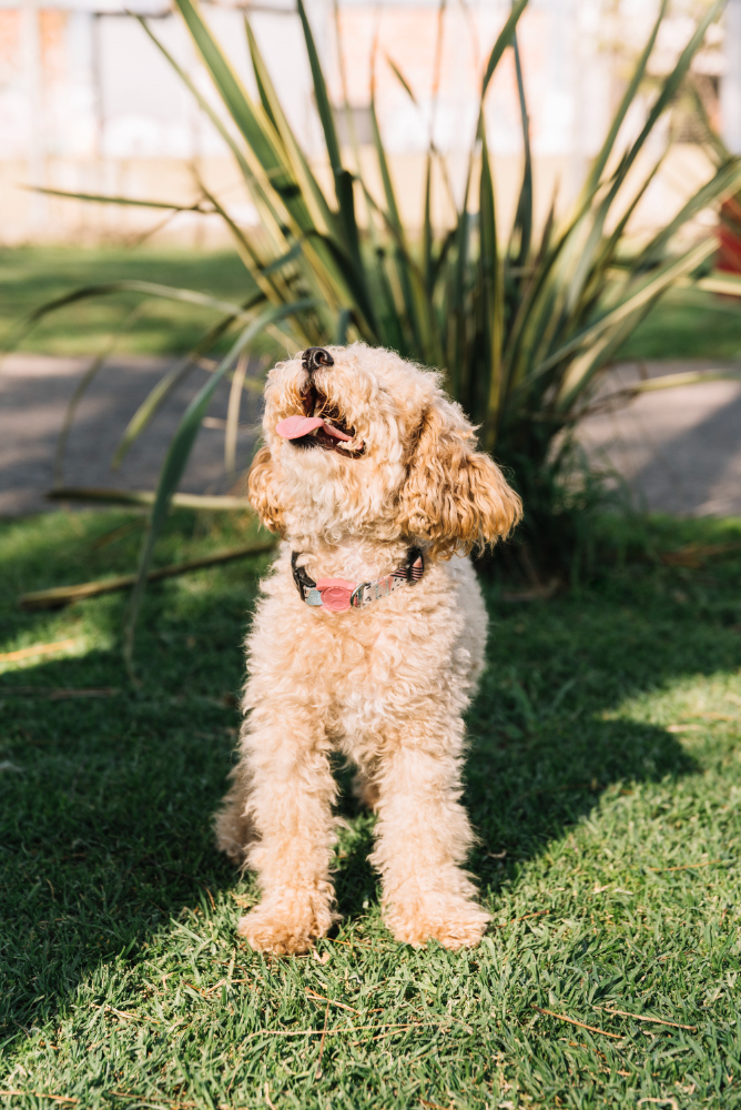 Mini Size Bernedoodles