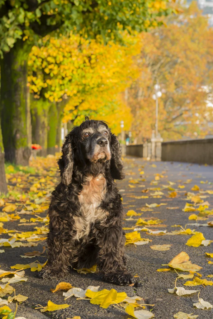 Standard Size Bernedoodles